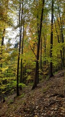 Obraz premium Polska Złota Jesień