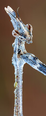 close up of a praying mantis nymph portrait.