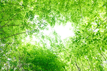 新緑の葉っぱ