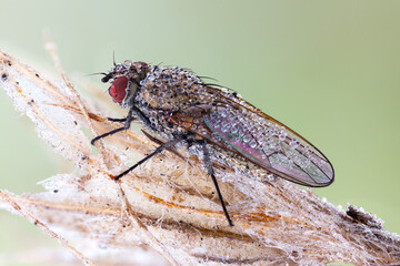 extreme close up of a fly covered with dew drops on a frozen wild plant.