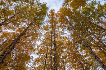 Fototapeta premium crowns of autumn trees against the sky, autumn trees in the Park