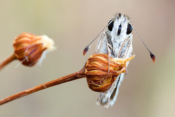 macro up of a grizzled skipper butterfly on a wild plant flower head.