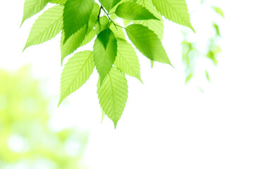 新緑の葉っぱ