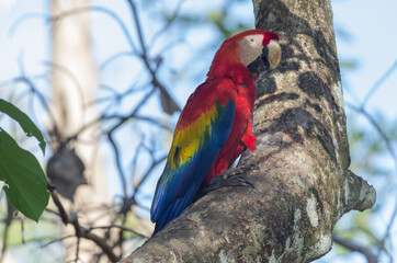 Perched Scarlet Macaw (Ara macao). Image taken in Chiriqui, Panama. Macaws are large, red, yellow and blue South American neotropical parrots. The Scarlet Macaw is the national bird of Honduras.