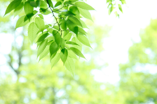 新緑の葉っぱ © Paylessimages