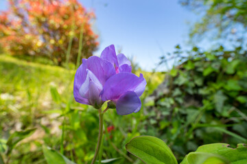 wide angle close up of a purple flower with colorful background.