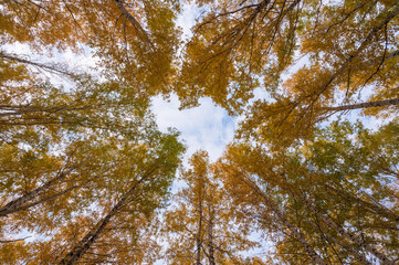 crowns of autumn trees against the sky, autumn trees in the Park