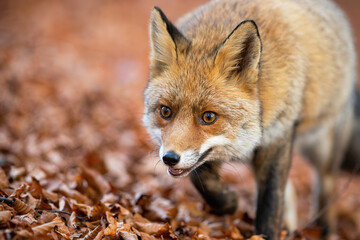 Red fox, vulpes vulpes, walking on foliage in autumn nature in detail. Head of wild mammal going on leafs in fall forest. Orange animal moving in woodland.
