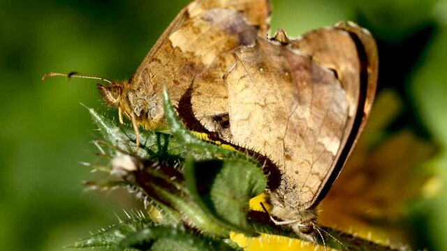 Accouplement papillon.
