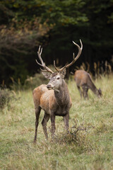 Majestic red deer, cervus elaphus, standing on field in autumn nature. Vertical composition of a stag with huge antlers observing on meadow with female in background. Wild mammal looking in forest.