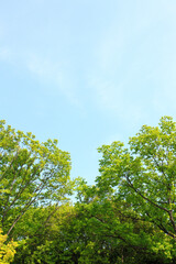 Fototapeta premium 新緑の葉っぱと青空