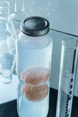 Preserved Human Brain Jar