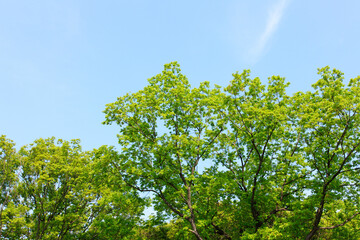新緑の葉っぱと青空