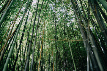 Fototapeta na wymiar Bamboo Forest Landscape