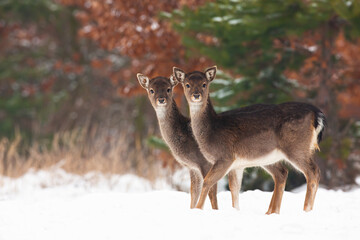 Obraz premium Young fallow deer, dama dama, siblings standing on field in winter. Two baby animals looking to the camera on snow. Juvenile wild mammals observing on snowy meadow.