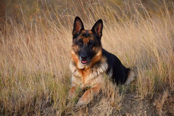 German shepherd dog lying on the dry grass.