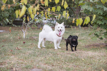 Cute half-breed samoyed dog plays with pug. They have fun in summer day at park.