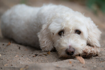 Cute white dog