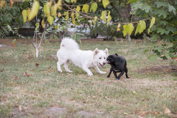 Naklejka na ściany i meble Cute half-breed samoyed dog plays with pug. They have fun in summer day at park.