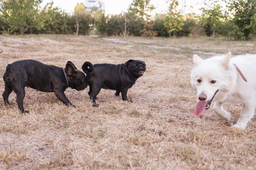 Pug and french bulldog plays at park in summer day.
