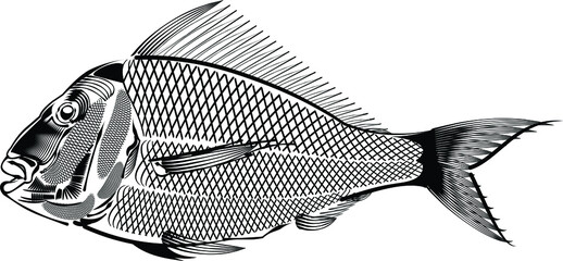 the vector illustration of the snapper fish