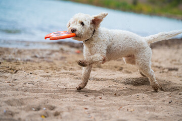 Cute white dog