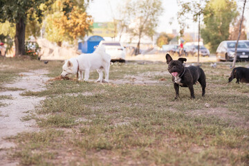 French bulldog  on a walk at park in summer day surrounded by other dogsm