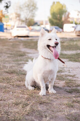 Cute half-breed samoyed dog on a walk in summer day at park.