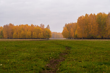 autumn landscape with trees