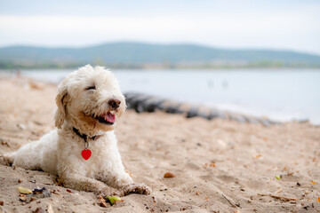 Cute white dog