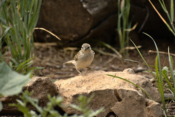 Fototapeta premium Passer domesticus 