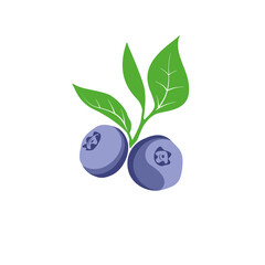 Blueberry berries and leaves branch.