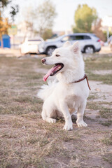 Cute half-breed samoyed dog on a walk in summer day at park.
