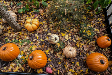 pumpkins and gourds