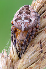 extreme close up of a cross orb weaver spider on foxtail grass.