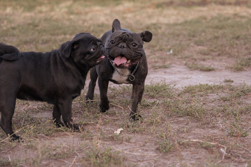 Pug and french bulldog plays at park in summer day.