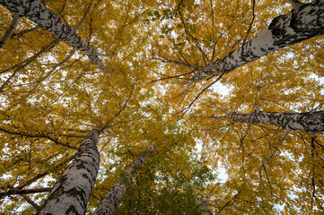 crowns of autumn trees against the sky, autumn trees in the Park