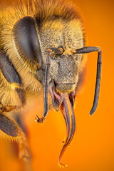 extreme close up of a hony bee portrait.