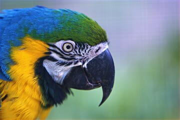 Papagei Seitenprofil 