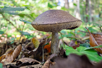 wide angle close up of a mushroom Leccinum griseum on the forest ground.