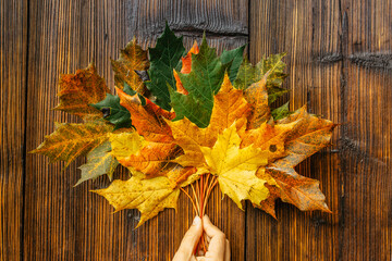 Naklejka na ściany i meble Hand holding beautiful colorful autumn leaves on dark brown wood. Autumn vibrant colors. Close-up of group of fall leaves copy space for text. Autumnal fall banner. Seasonal decoration.