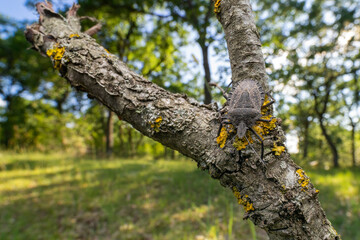 Wide angle close up of a nicely camouflaged Rough Stink Bug  on the trunk of a tree