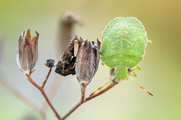 close up of a green stink bug on a wild plant.