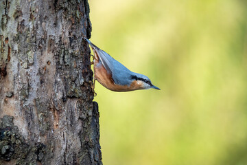 nuthatch on a tree