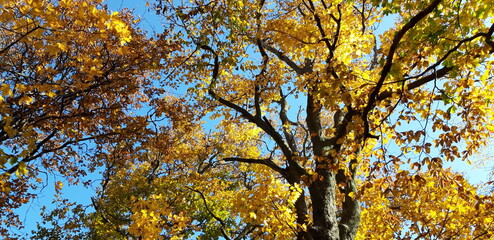 Fototapeta premium jesień