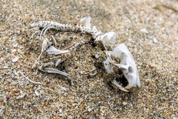 wide angle close up of a rodent skeleton barely under the coastline sand.