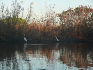 swans on the lake