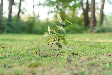 Small oak sapling freshly planted at summer forest. Nature friendly concept.