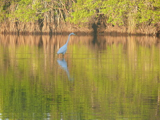 heron in the pond