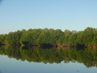 reflection of trees in the water
